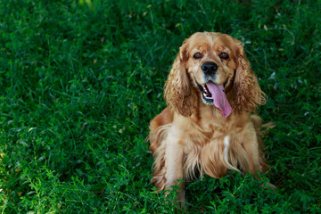 dog breed American Cocker Spaniel