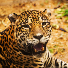 Naklejka na ściany i meble Adult Female Jaguar sitting on the rock looking into the camera