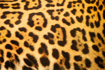 Leopard skin texture for background and texture