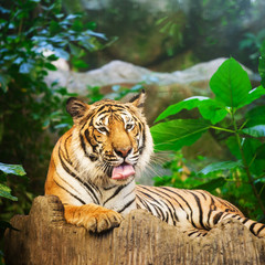Fototapeta premium Bengal Tiger in forest show head and leg