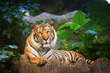 Bengal Tiger in forest show head and leg