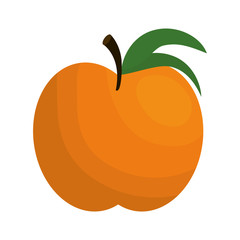 orange citrus fruit isolated icon vector illustration design