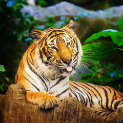 Bengal Tiger in forest show head and leg