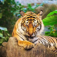 Bengal Tiger in forest show head and leg
