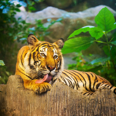 Bengal Tiger in forest show head and leg