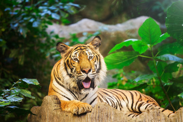 Sumatran Tiger Roaring  in the zoo Thailand