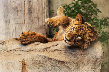 Lion cub playing with a branch (Panthera Leo)