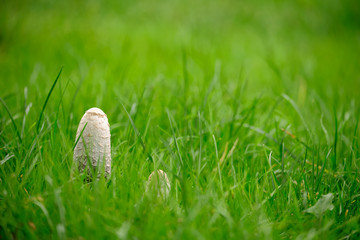 Shaggy ink cap mushroom