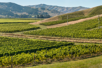 Fototapeta na wymiar aerial view of New Zealand vineyards in summertime
