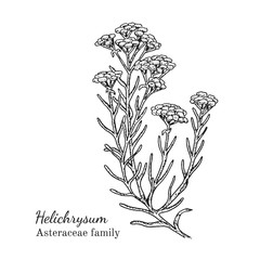 Ink helichrysum herbal illustration. Hand drawn botanical sketch style. Absolutely vector. Good for using in packaging - tea, condinent, oil etc - and other applications