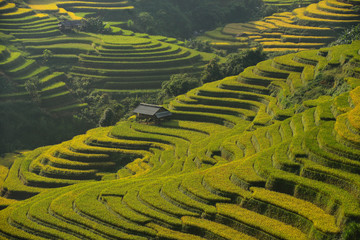 terrace rice field,vietnam