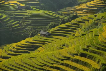 Foto op Canvas terrace rice field,vietnam © saravut