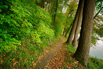 Path in the colorful forest