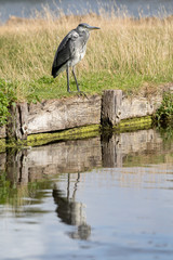 Heron standing on the bank of a river showing reflection in the river.