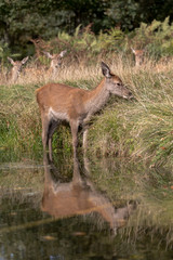 Red Deer Hind standing in water beside river bank with reflection in the water.