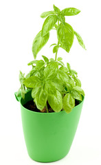 Fresh Green Basil