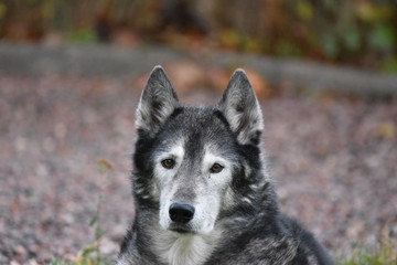 Siberian husky portrait 