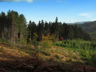 Forest in Tuscany, Italy.
