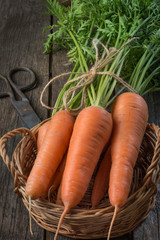 Fresh organic carrots with green tops in basket, closeup. Harvest.