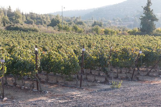 vineyard on a sunny day