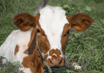 Calf in white brown spots lie on the meadow