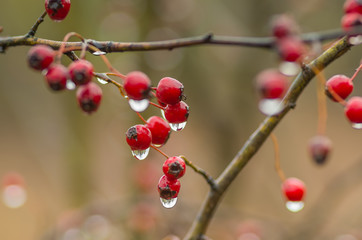 red hawthorn berries with water drops