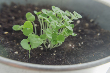 basil sprout