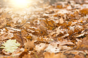 Fallen oak leaves. Autumn.