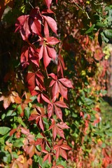 Autumn wallpaper with parthenocissus quinquefolia. 