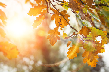 leaves of the oak tree in nature fall