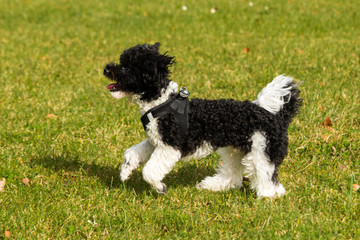 Fototapeta premium Toy poodle running in lawn