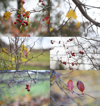 Collage of autumn nature photos