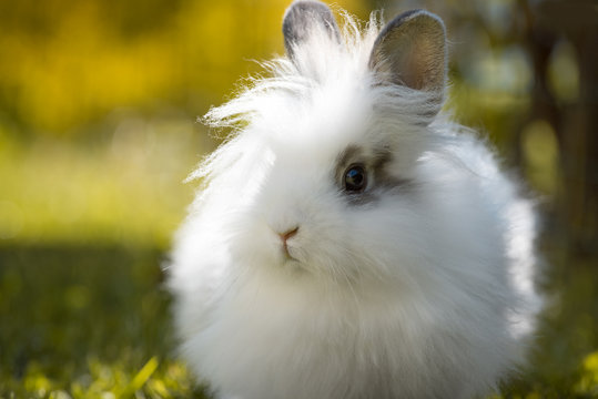 Angora Kaninchen