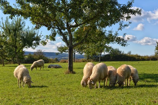 Sheep on meadow. Sheep farming.  