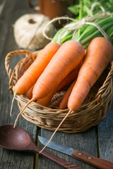 Fresh organic carrots with green tops in basket, closeup. Harvest.