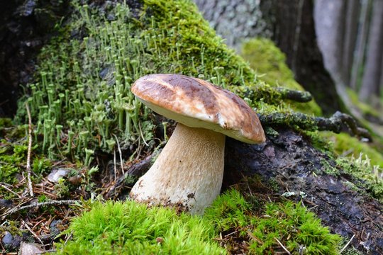 Boletus mushroom in nature, in forest.