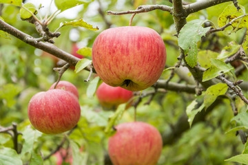 Am Baum gereifte Bioäpfel, Elstar