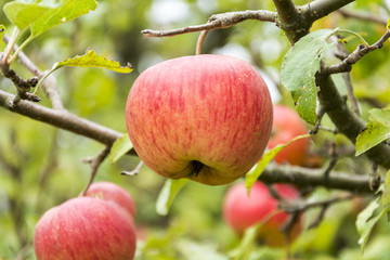 Am Baum gereifte Bioäpfel, Elstar
