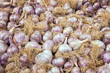 Lots of purple Italian garlic bulbs as a background