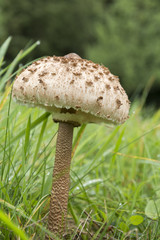 Gemeiner Riesenschirmling, Parasol oder Riesenschirmpilz