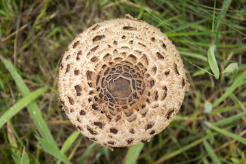 Gemeiner Riesenschirmling, Parasol oder Riesenschirmpilz