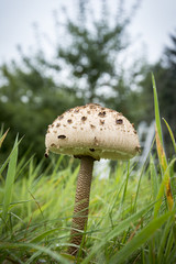 Gemeiner Riesenschirmling, Parasol oder Riesenschirmpilz