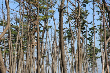 防風林(松島)