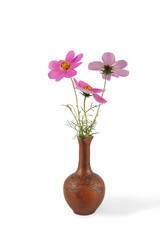 closeup bouquet of Cosmos Flowers in the clay  pitcher isolated on white. Vertical composition