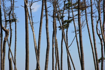 防風林(松島)