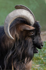 Black-brown goat