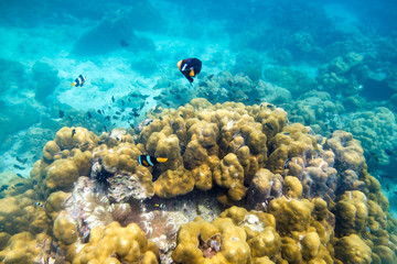 Obraz na płótnie Canvas Underwater sea fish around stone colorful in lipe,andaman