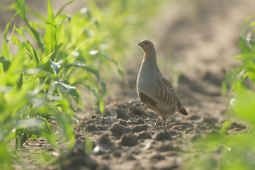 agricultural field