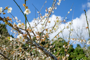 Chinese plum, Japanese apricot, bloom white flower beautiful on branch