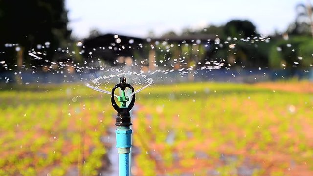 Close up shot water springer on plantations in evening
